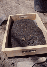 Carbonized wheat found in Iron Age I Room Carbonized wheat found in Iron Age I Room