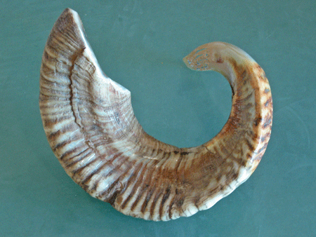 Shofar or ram's horn Shofar or ram's horn
