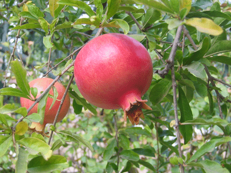 Pomegranate tree Pomegranate tree