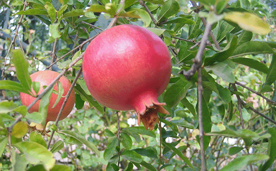 Pomegranates in Jewish tradition are a symbol of fertility Pomegranates in Jewish tradition are a symbol of fertility