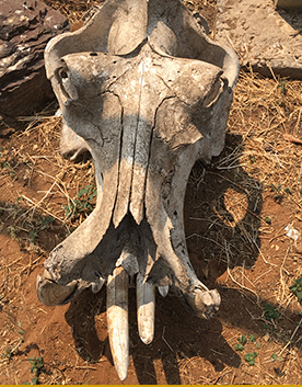 Skeleton of a hippo seen on safari in Zimbabwe Skeleton of a hippo seen on safari in Zimbabwe