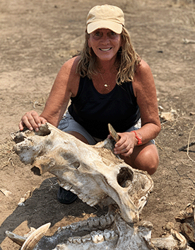 Hippopotamus skull found on 2021 safari in Zimbabwe Hippopotamus skull found on 2021 safari in Zimbabwe
