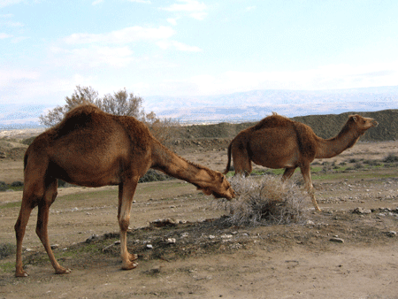 Camels on the Jericho plain Camels on the Jericho plain
