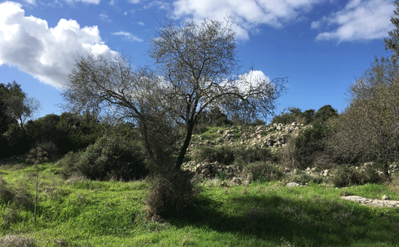 An olive tree below the clouds at Khirbet Kheiyafa Shaaraim