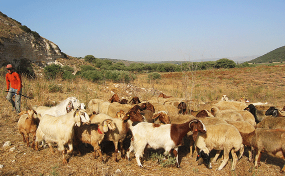 Scene at the Valley of Elah where the Israelites faced the Philistines Scene at the Valley of Elah where the Israelites faced the Philistines