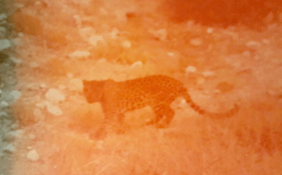 Leopard seen through the bus window stalking the Judean Wilderness highway Leopard seen through the bus window stalking the Judean Wilderness highway