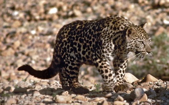 A leopard in the wilderness of Judea A leopard in the wilderness of Judea;
