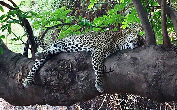 My only sighting of a leopard was in Africa and not in the Judean Wilderness My only sighting of a leopard was in Africa, not in the Judean Wilderness