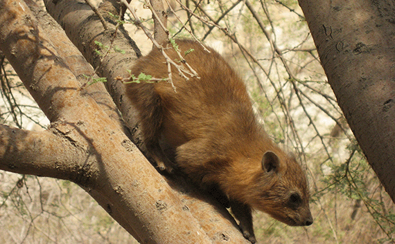 A coney, common in En Gedi at the time of David, was a yummy leopard snack A coney, common in En Gedi at the time of David, was a yummy leopard snack