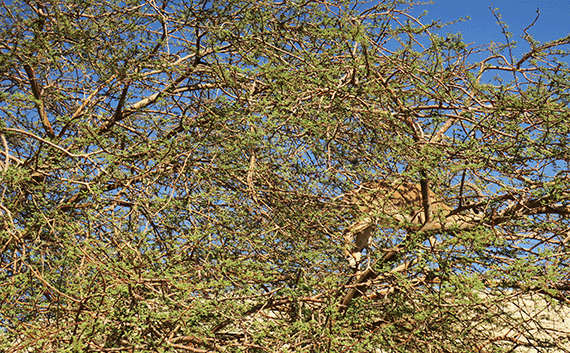 Another good hiding place for a leopard, in the acacia tree where the ibex is Another good hiding place for a leopard, in the acacia tree where the ibex is