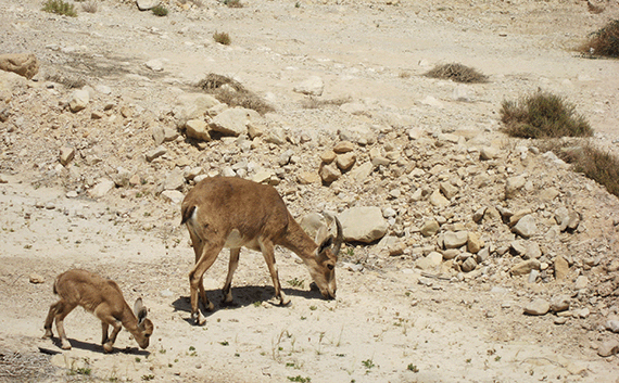 These ibex would be a hardy breakfast at En Gedi for Humbaba or her cubs These ibex would be a hardy breakfast at En Gedi for Humbaba or her cubs