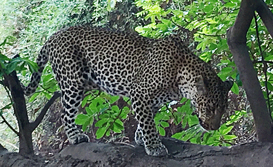 First and only leopard Gila has ever seen -- in Africa First and only leopard Gila has ever seen -- in Africa