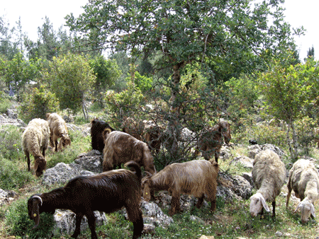 Olive grove in Nazareth