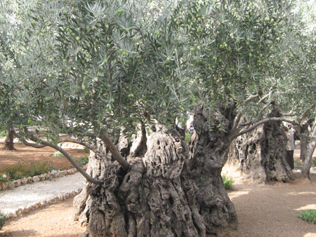 Ancient olive tree in the Garden of Gethsemane Ancient olive tree in the Garden of Gethsemane