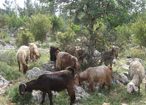 Goats grazing on the Nazareth Precipice Goats grazing on the Nazareth Precipice