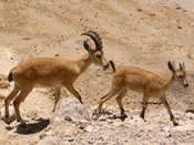 Ibex at Ein Gedi