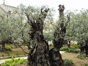 Garden of Gethsemane