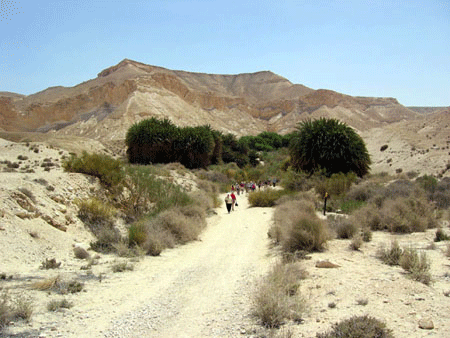 Oasis in the Wilderness of Zin