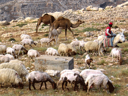 Shepherds' Fields by Bethlehem Shepherds' Fields by Bethlehem