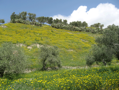 Samaria was the capital of the northern kingdom of Israel for 155 years Samaria was the capital of the northern kingdom of Israel for 155 years