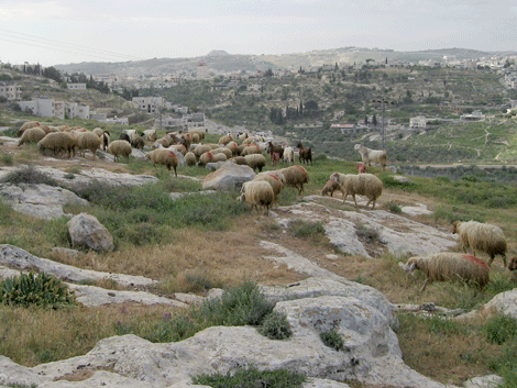 Bethlehem is behind the shepherds' fields
