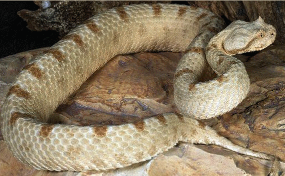 The tribe of Dan. lying in ambush, is compared to the Persian horned viper
