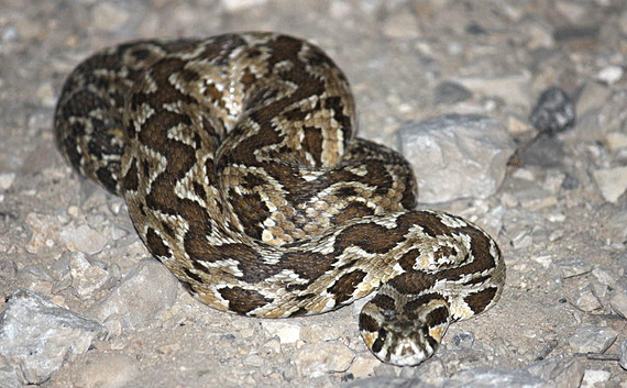 Serpent and viper are threatening symbols of venom, evil and temptation Serpent and viper are threatening symbols of venom, evil and temptation