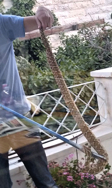 A biblical Palestinian viper and a 21st century snake catcher A biblical Palestinian viper and a 21st century snake catcher
