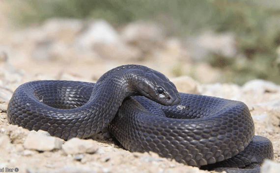Black desert cobra or Egyptian cobra