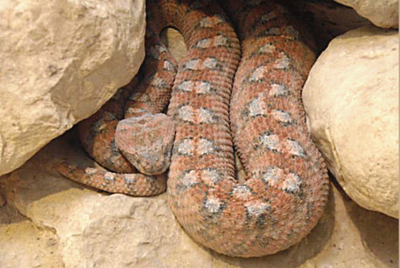 Carpet Viper or Ef'eh found between or under rocks