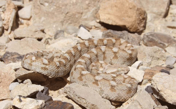 The carpet viper is mentioned in Isaiah and in Job The carpet viper is mentioned in Isaiah and in Job