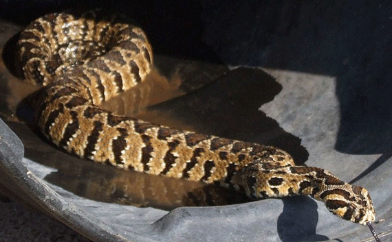 The Palestinian viper is the most common poisonous snake found in Israel