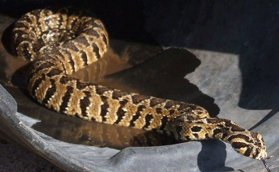 Hognose - Wikipedia