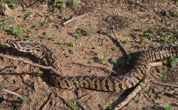 The Palestinian viper has dark brownish wavy zigzag stripes on its yellowish body