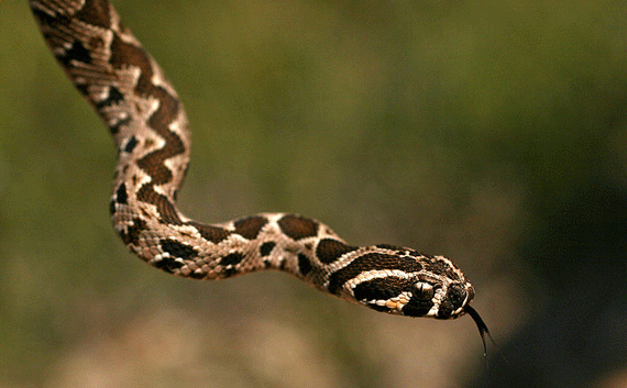 Isaiah referred to the Palestinian viper in his prophecy against the Philistines