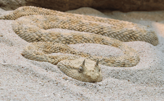 The Persian horned viper buries itself coiled in loose sands in desert areas