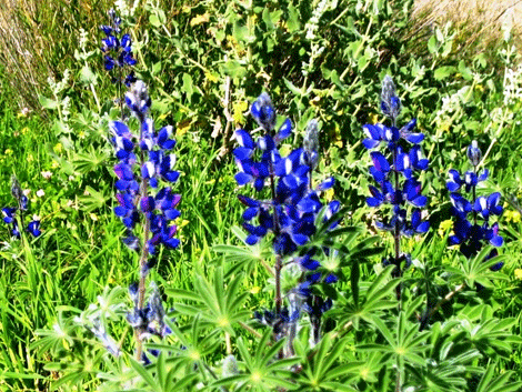 Lupines are brilliant blue wildflowers from the pea family Lupines are brilliant blue wildflowers from the pea family