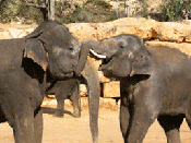 Headliner Teddy Kollek established the Biblical Zoo