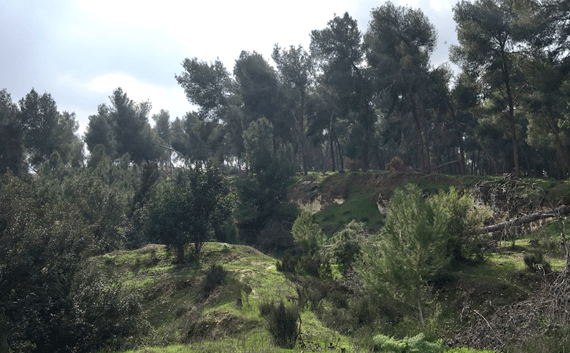 Khirbet a-Ra'i (probably Biblical Ziklag) is beyond the pine trees Khirbet a-Ra'i (probably Biblical Ziklag) is beyond the pine trees
