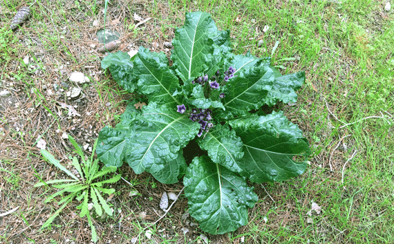 Mandrakes, known to increase fertility, were sought after by both Leah and Rachel Mandrakes, known to increase fertility, were sought after by both Leah and Rachel